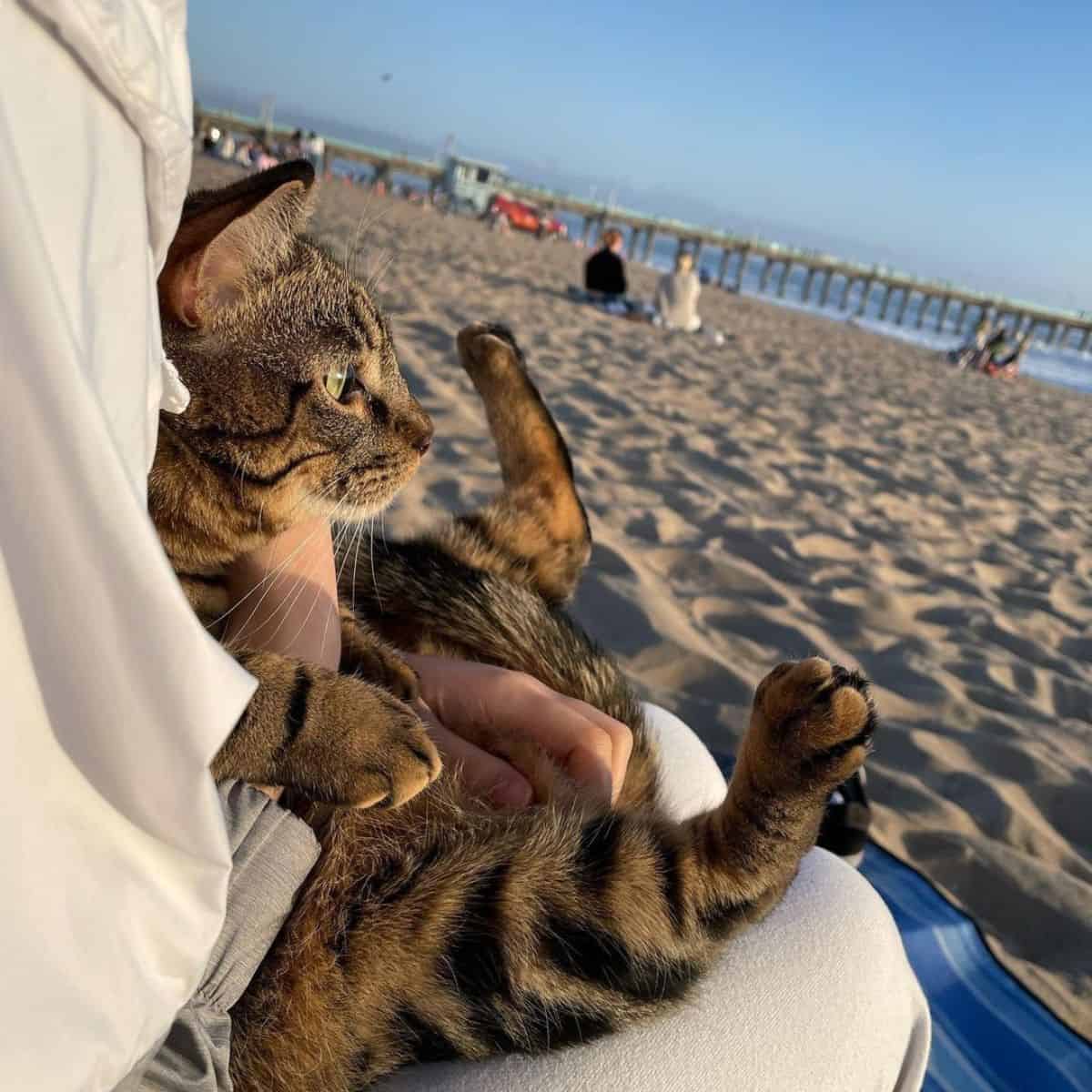 cat laying on a beach