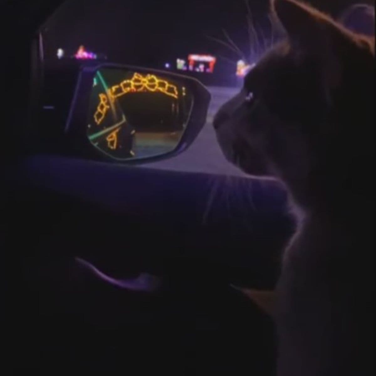cat looking at christmas lights from the car