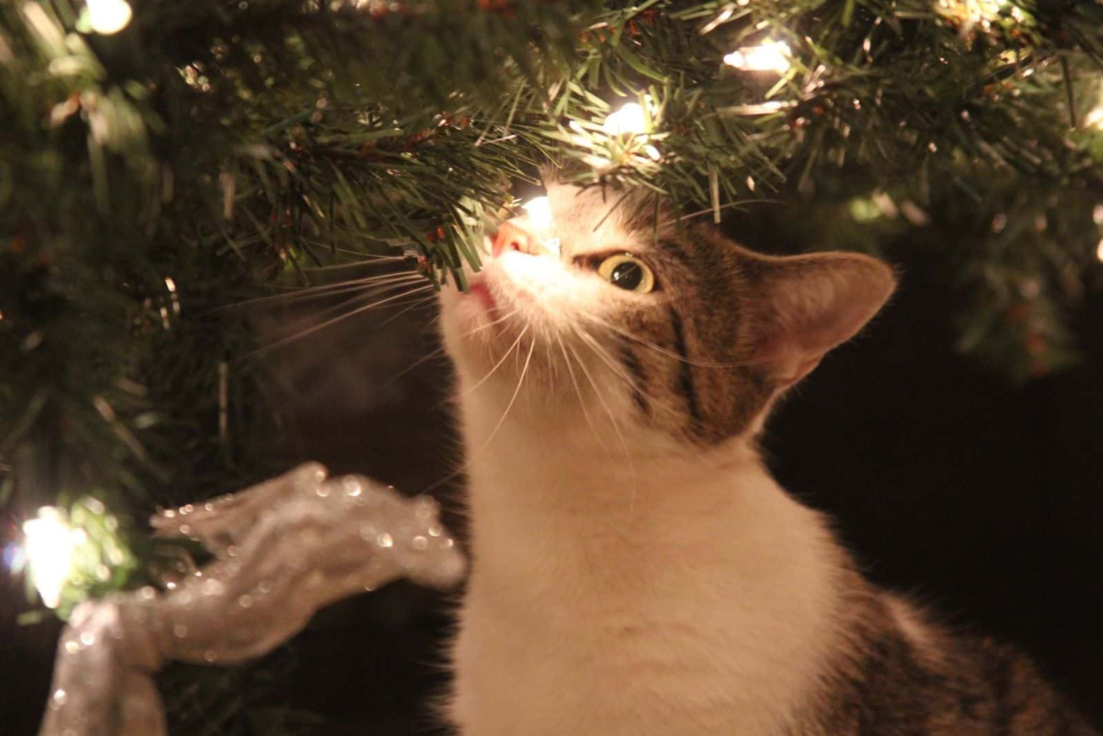 cat looking at christmas lights