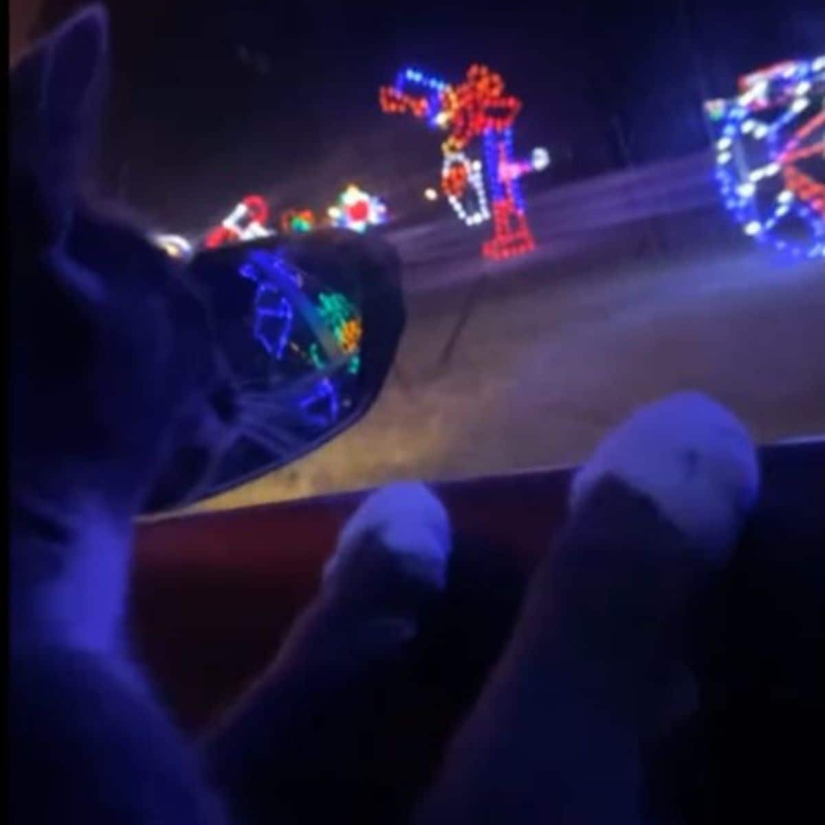 cat looking at lights