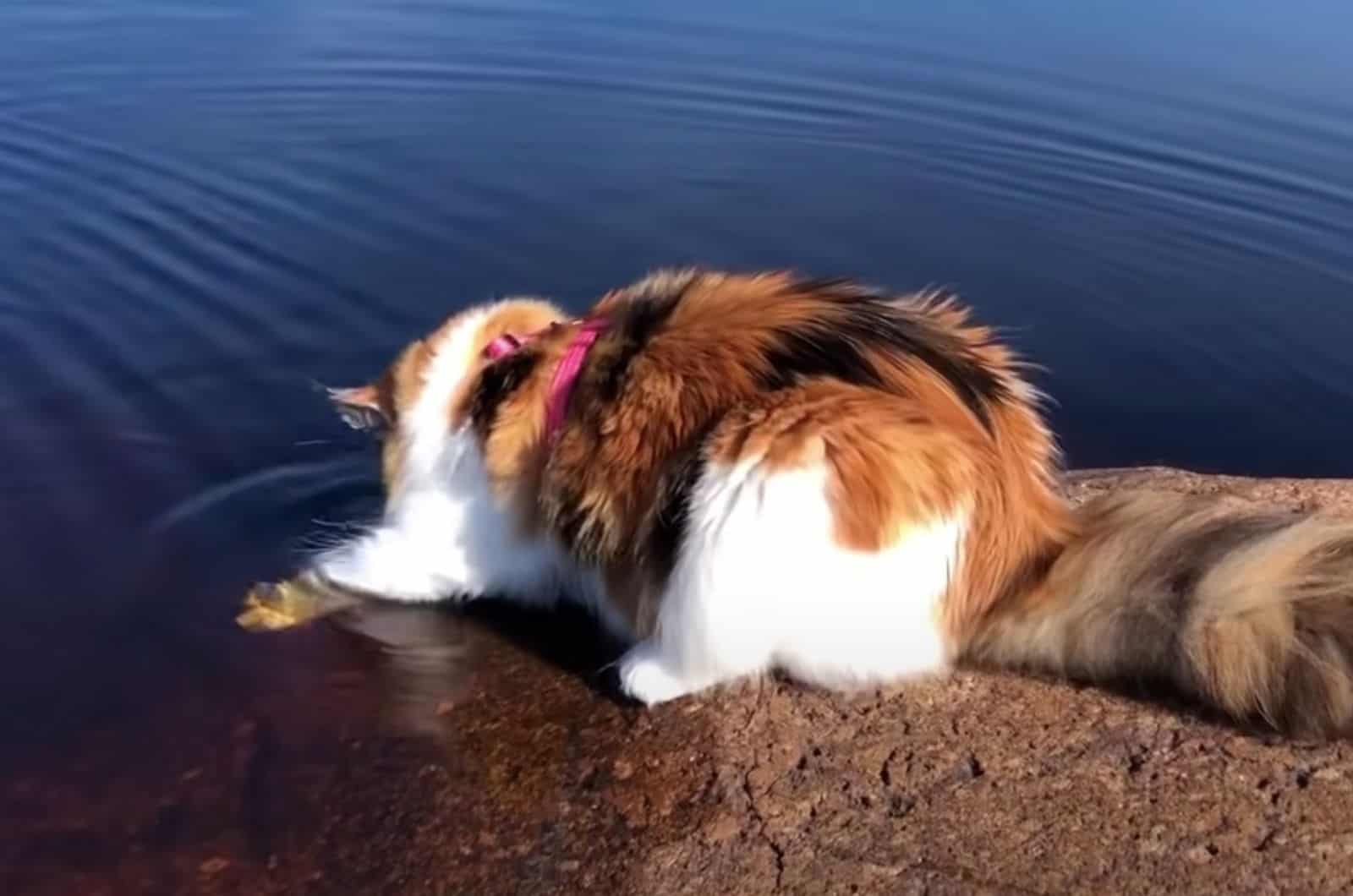 cat looking at water