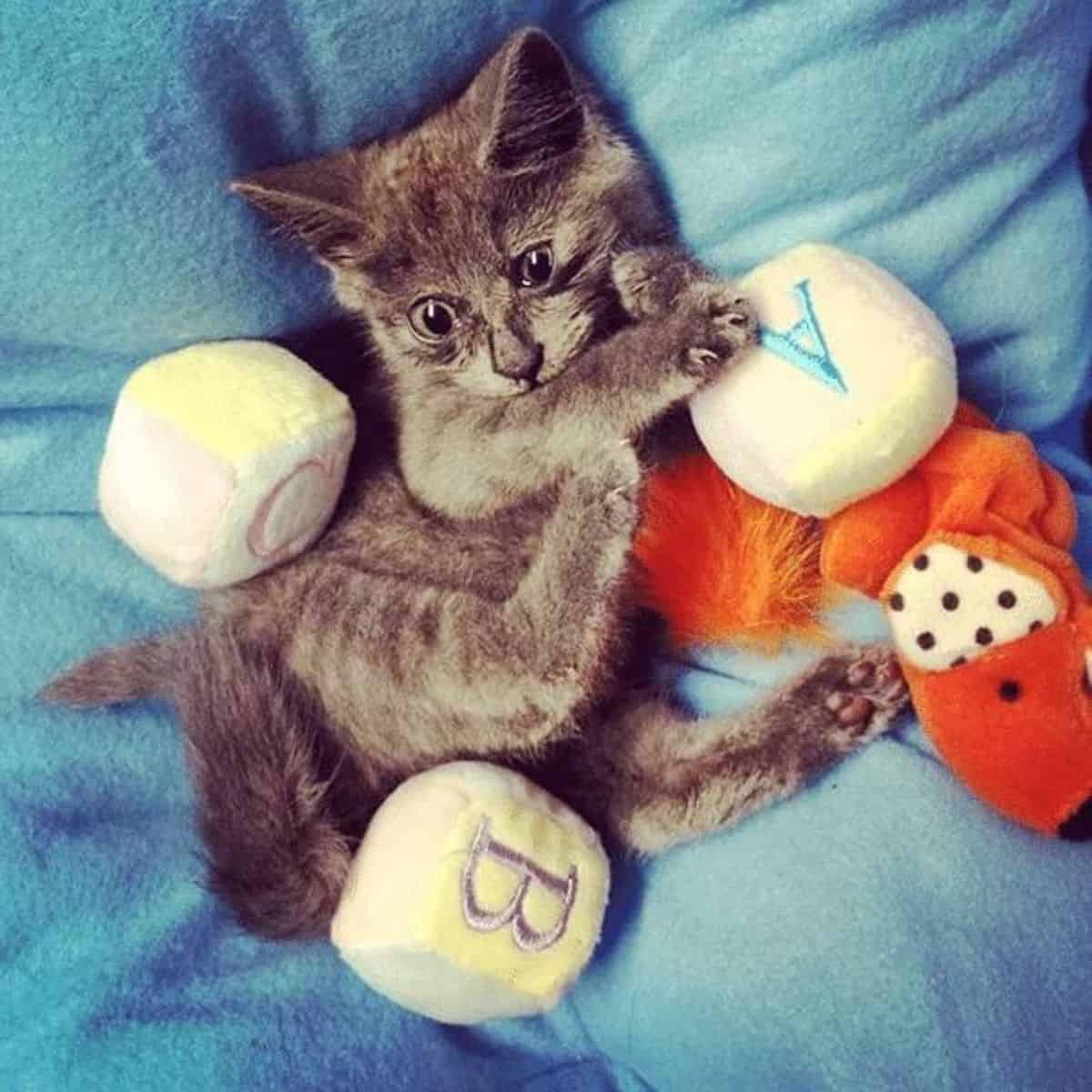 cat lying with toys
