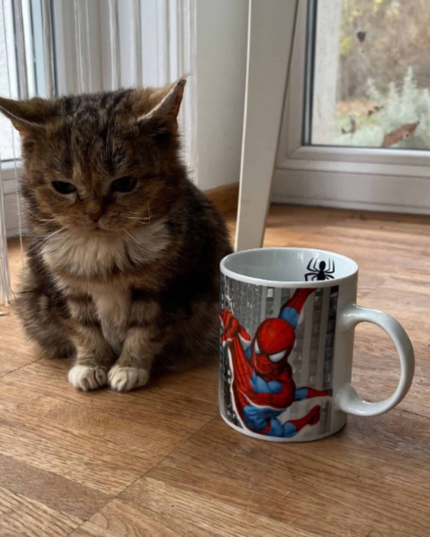 cat next to a cup