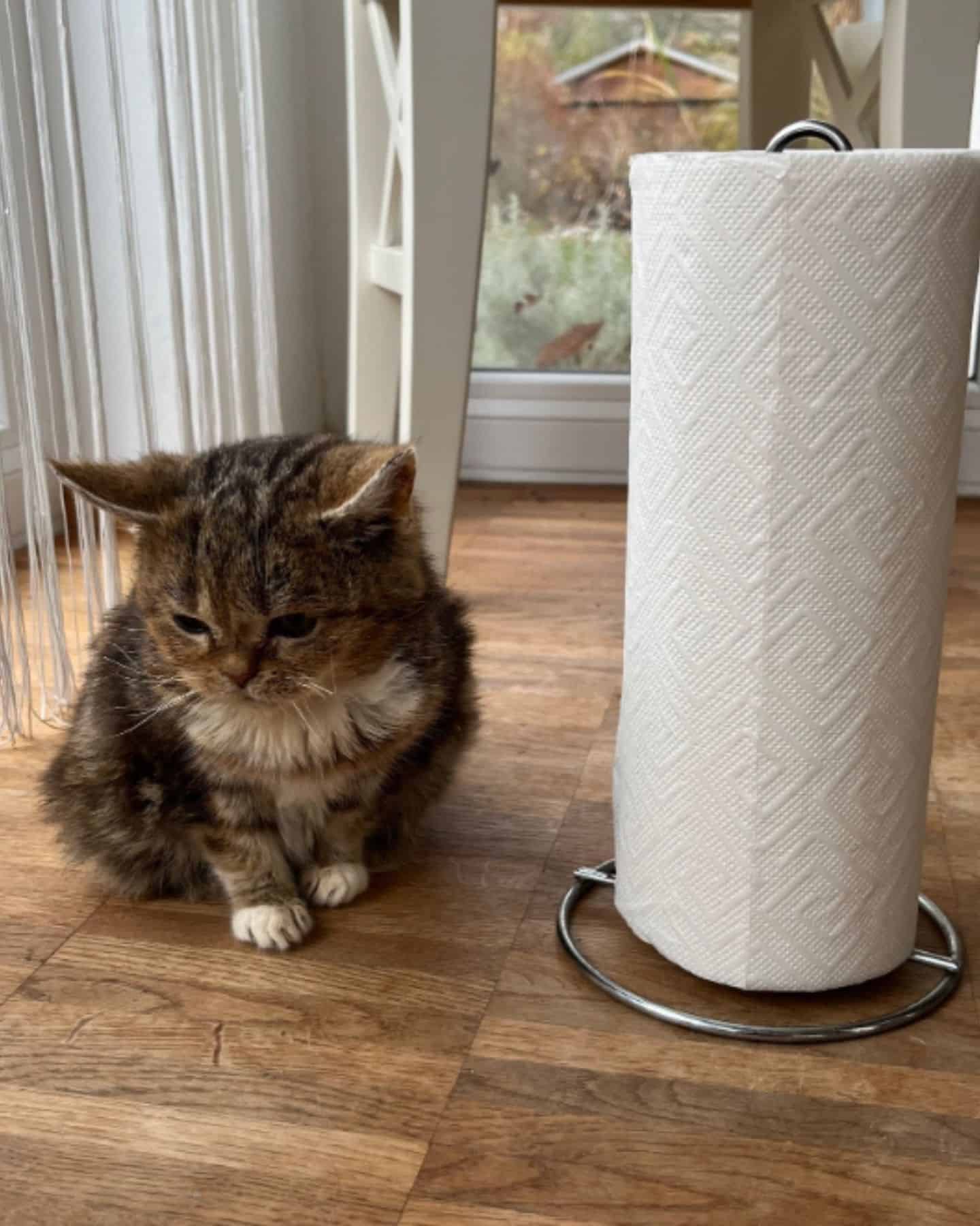 cat next to paper towel roll