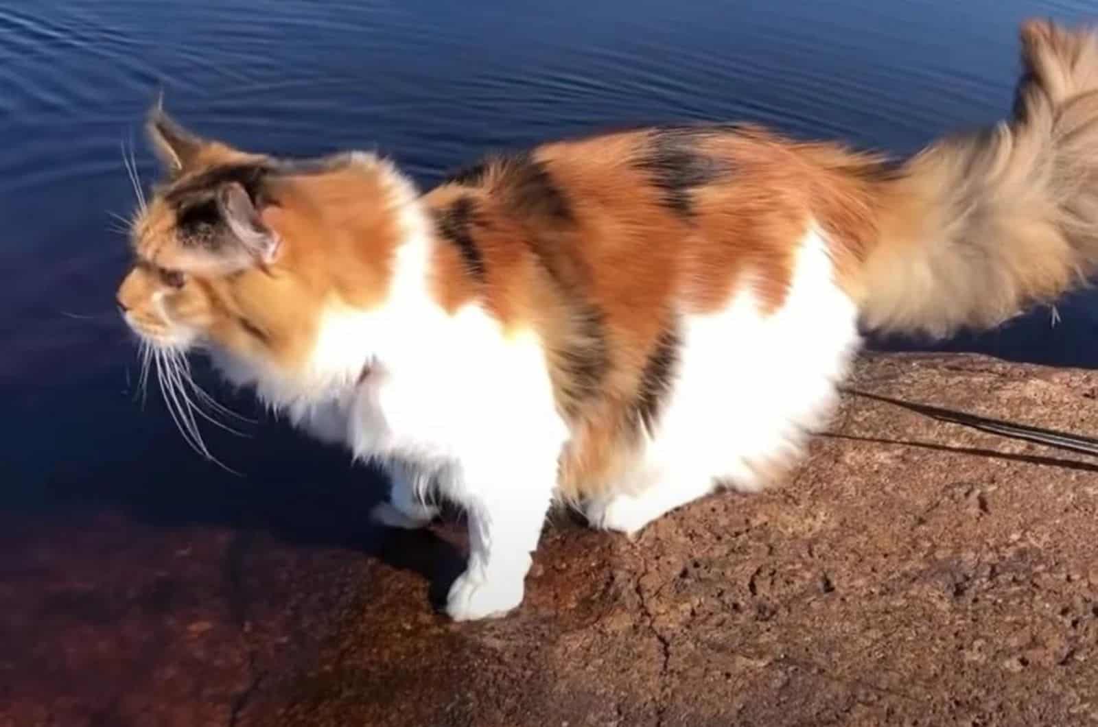cat on a rock by the water