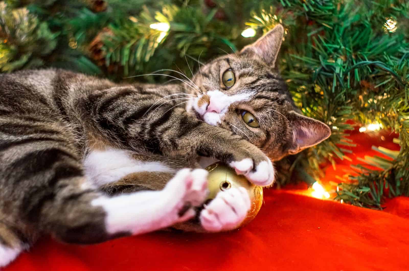 cat playing with Christmas tree ball