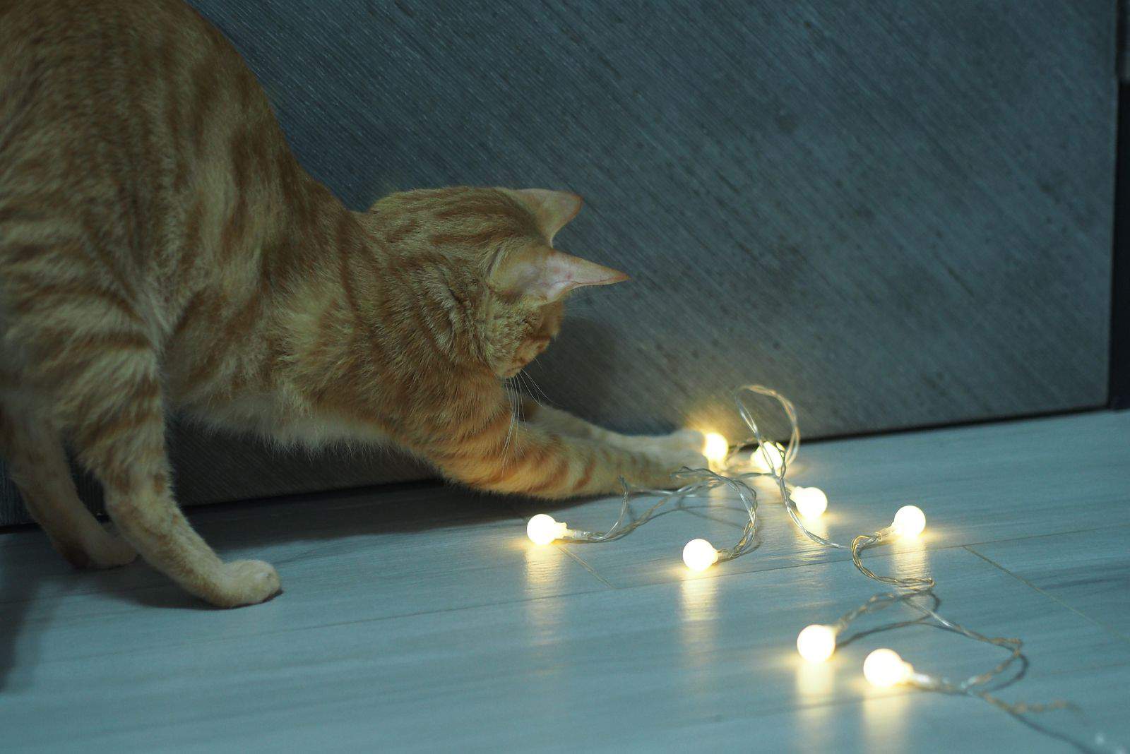 cat playing with christmas lights