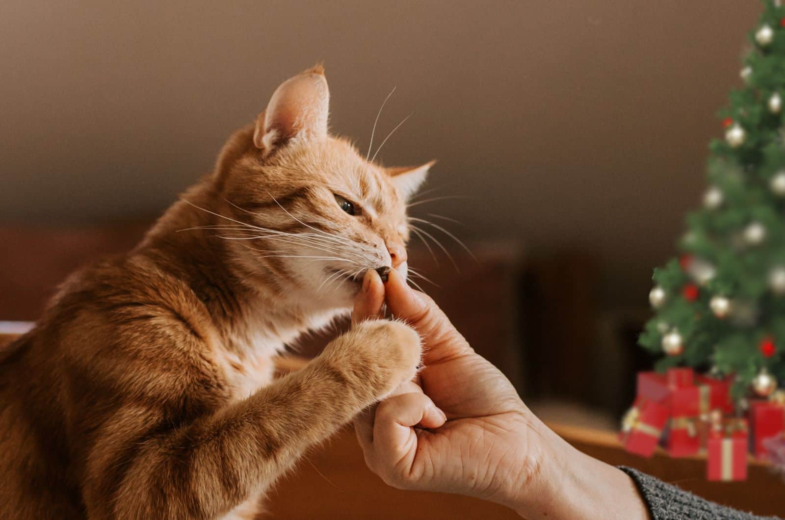 cat playing with owners hand