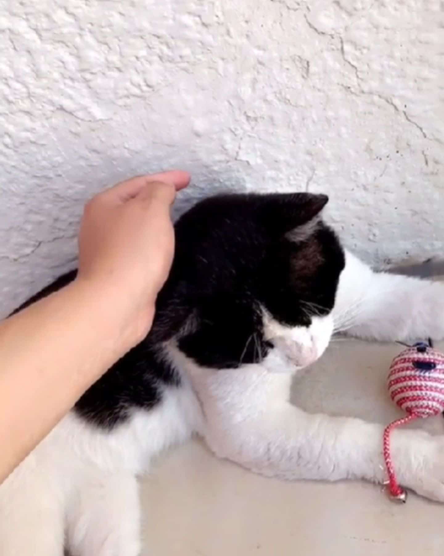 cat playing with toys and human