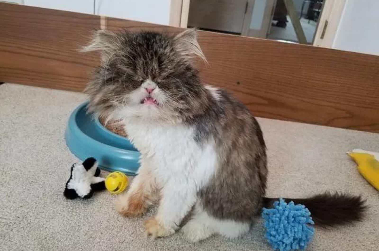 cat sitting next to toys