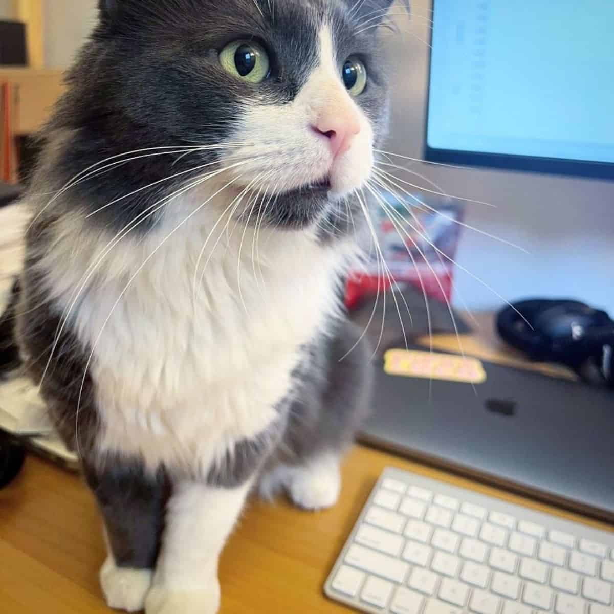 cat sitting on the desk