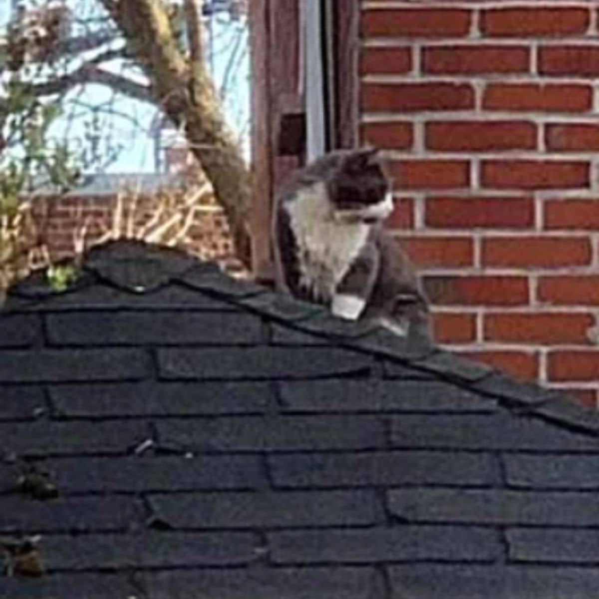 cat sitting on the roof
