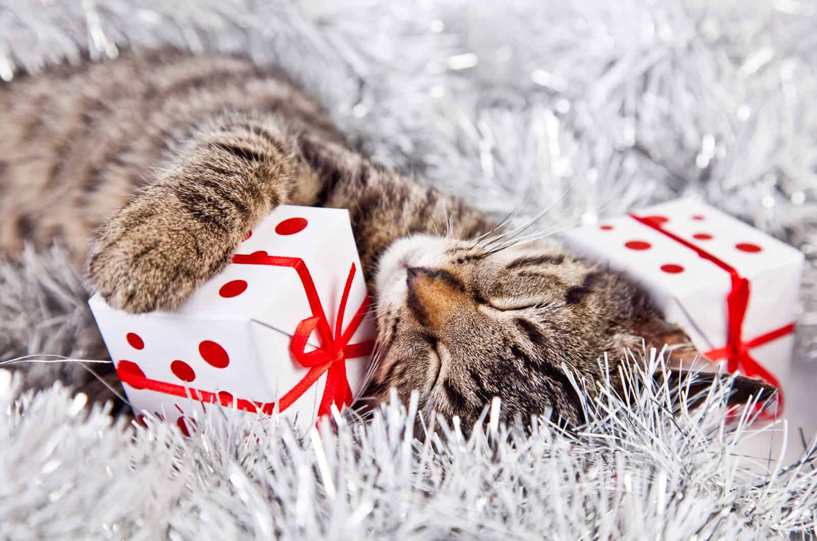 cat sleeping with presents