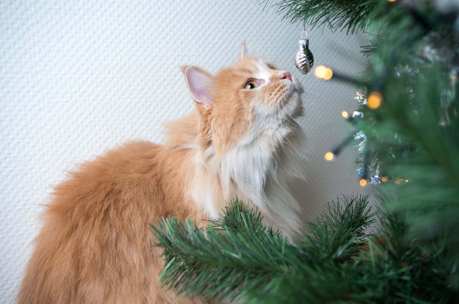 cat sniffing a Christmas tree decoration