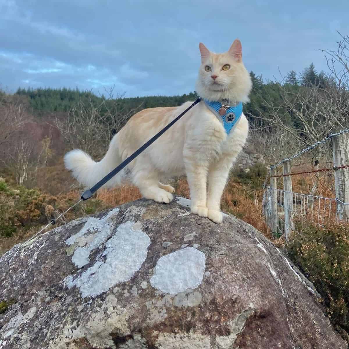 cat standing on the rock