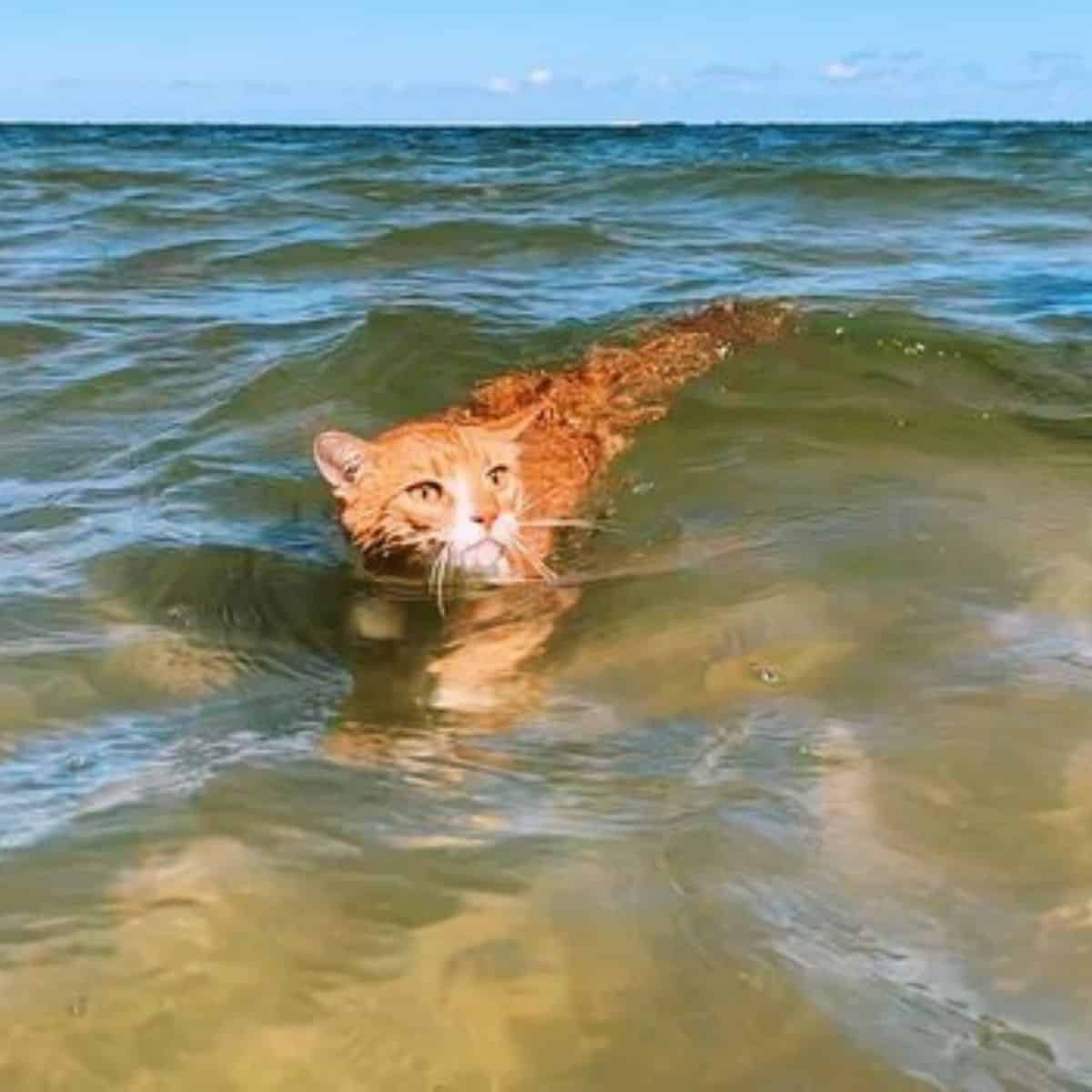 cat swimming in water