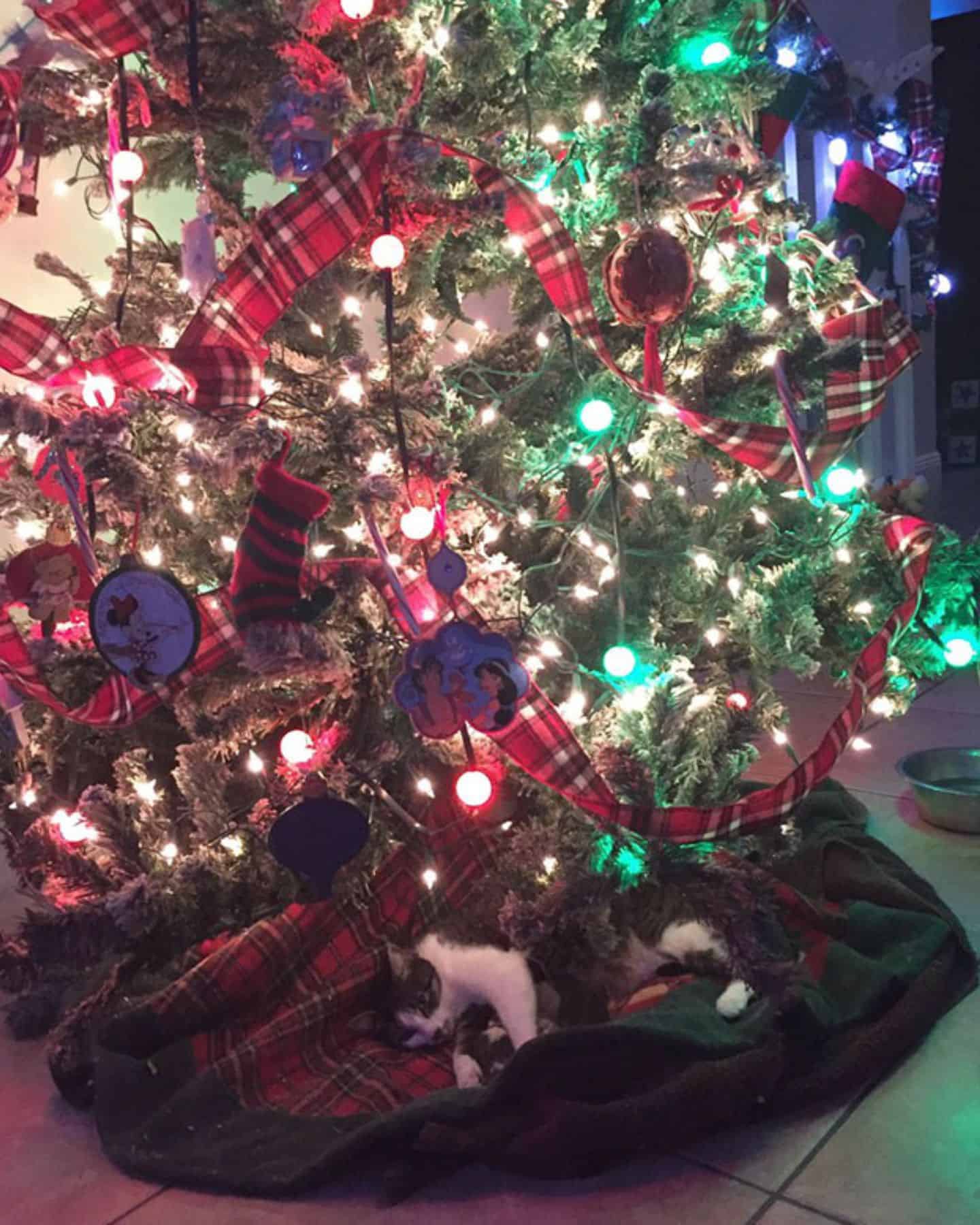 cat under the christmas tree