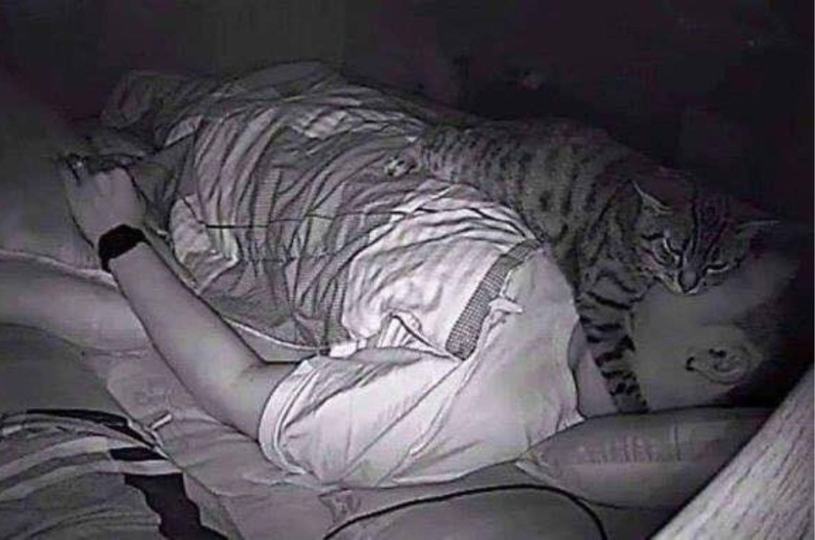 cat walking in bed with owner