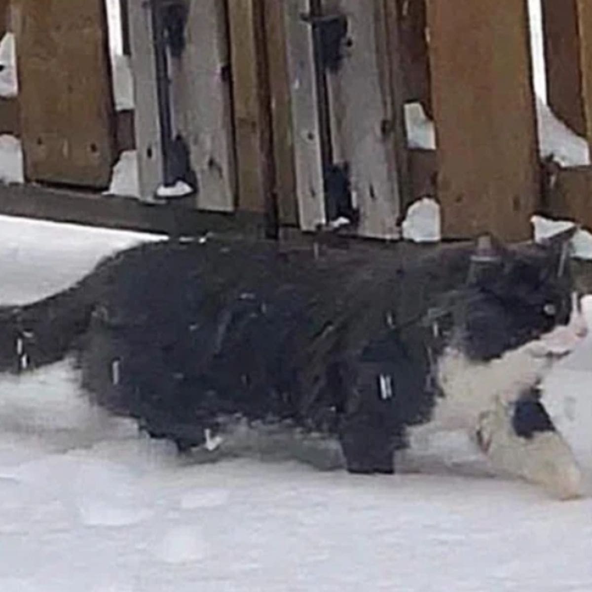 cat walking in the snow