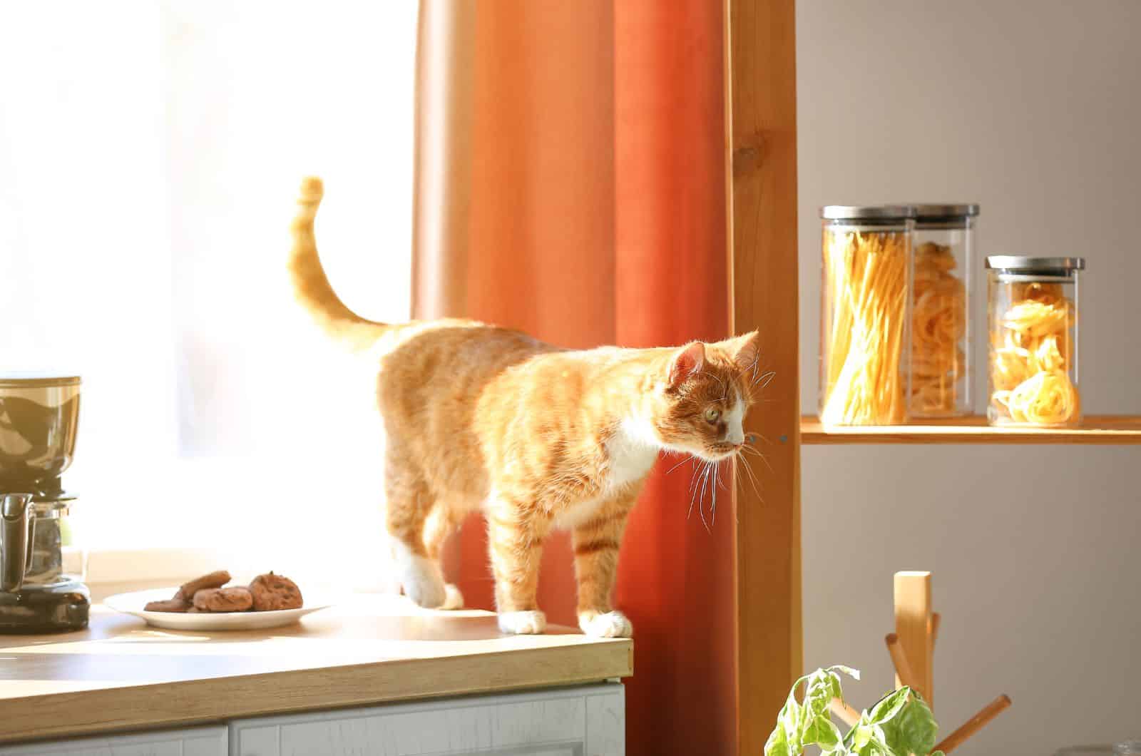 cat walking on a counter