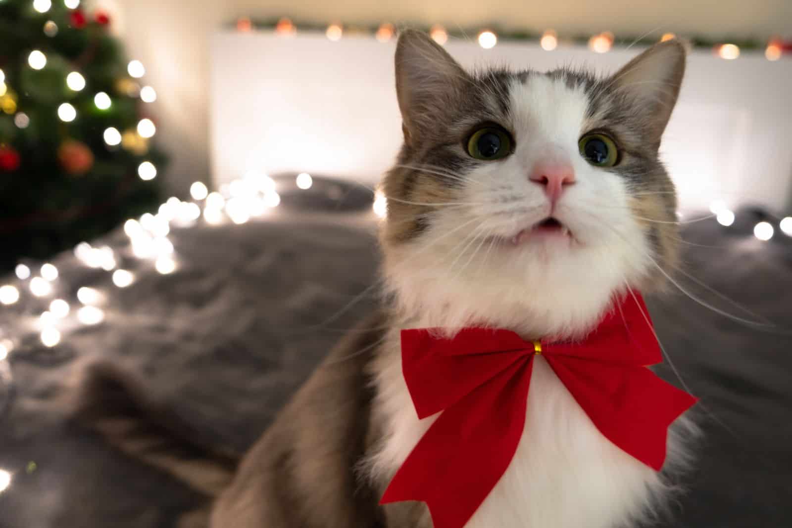 cat wearing a red bow
