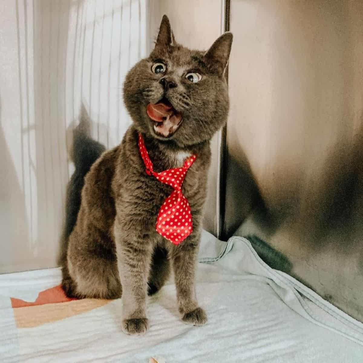 cat wearing a tie sitting