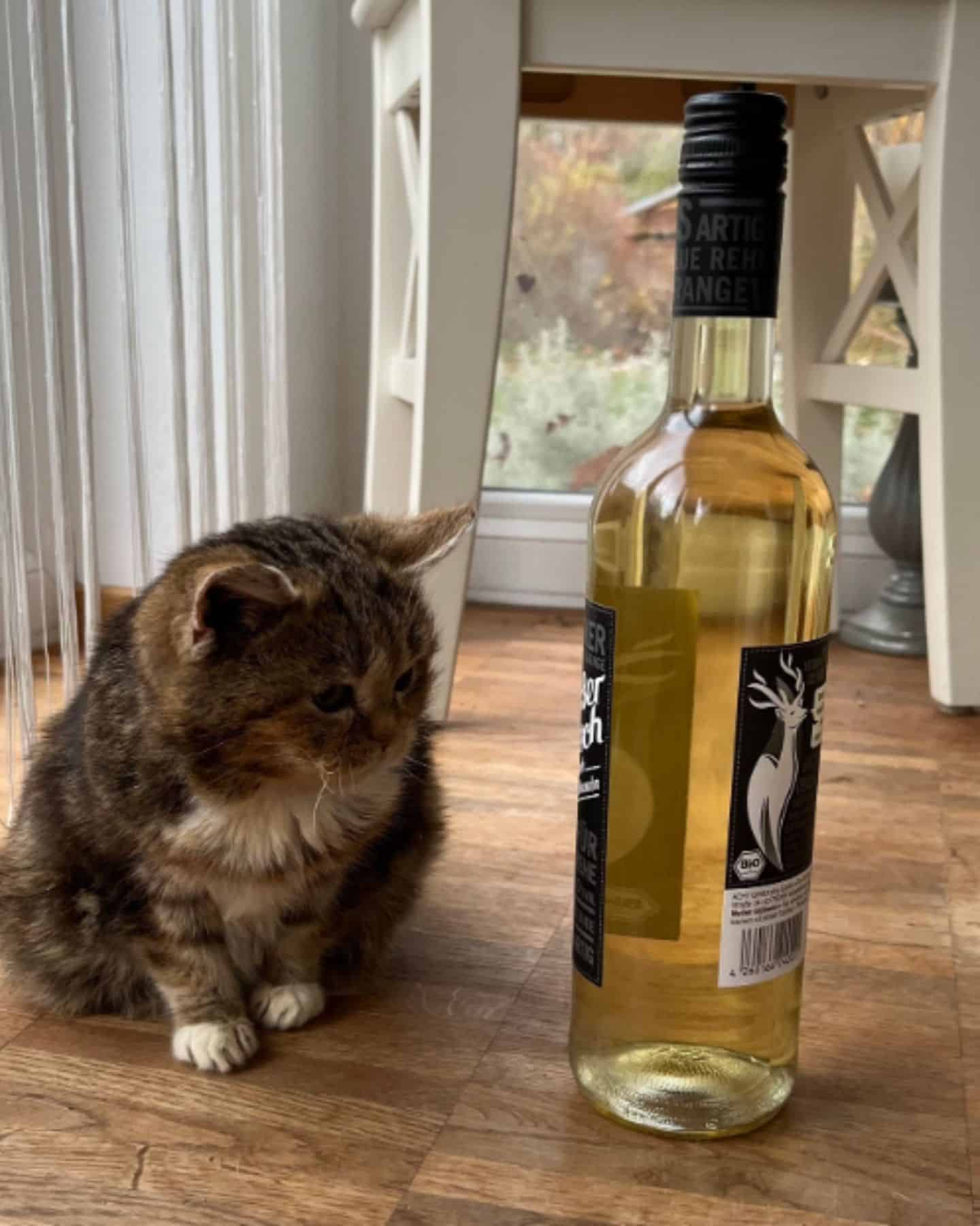 cat with dwarfism next to bottle