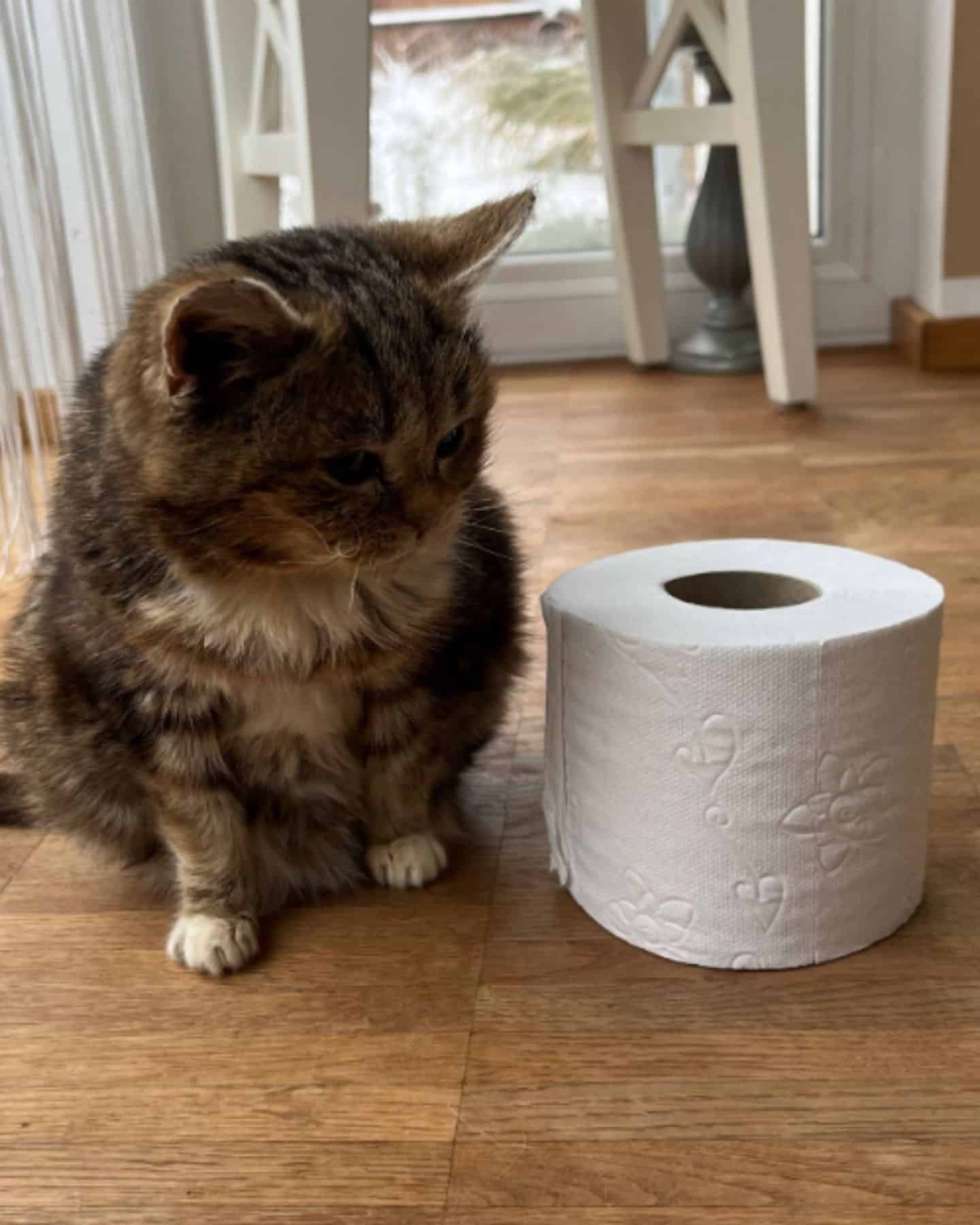 cat with dwarfism next to toilet paper