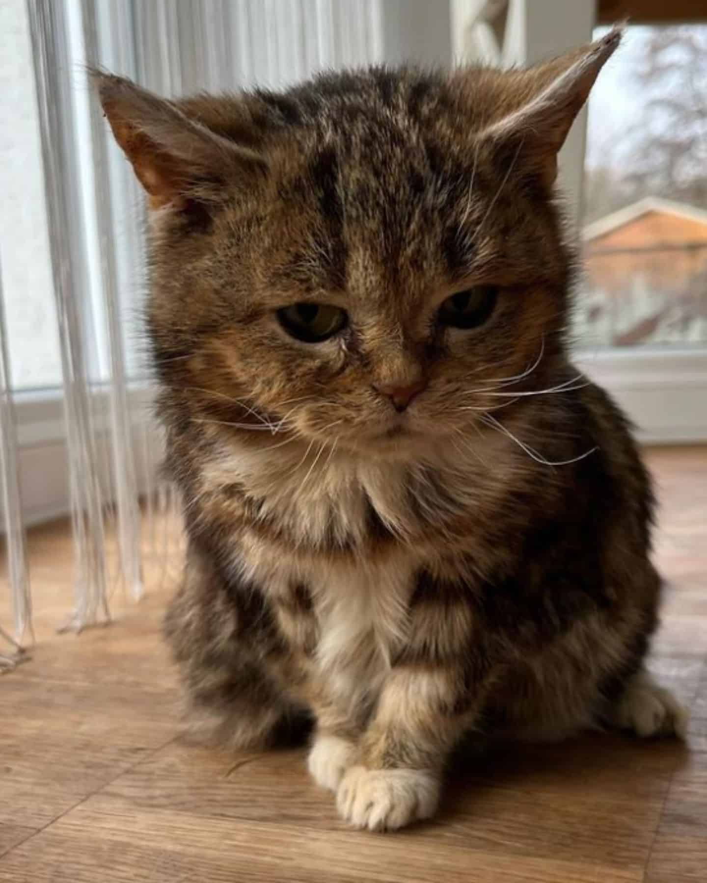 Francis The 13-Year-Old Cat With Dwarfism Next To Random Objects