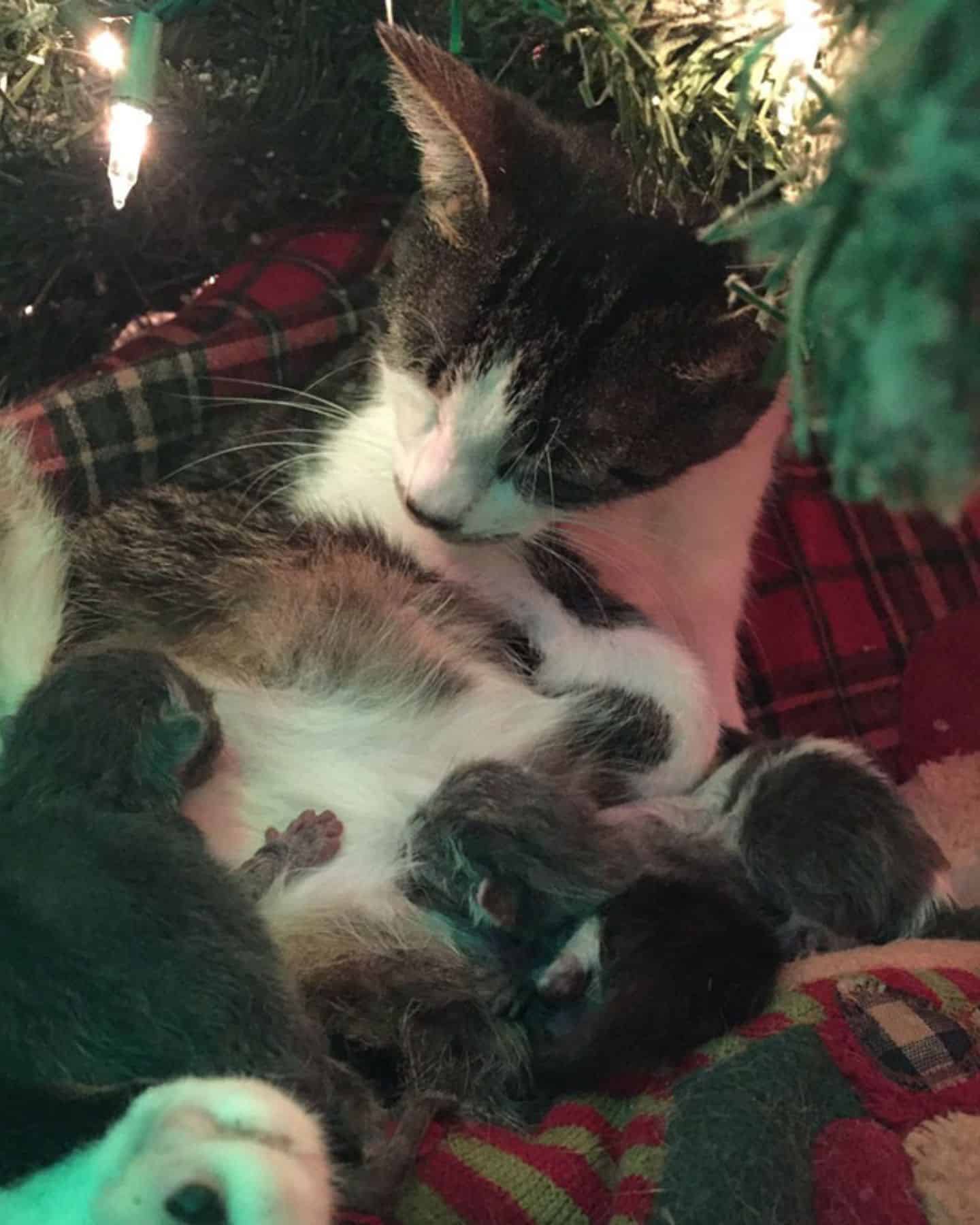 cat with kittens cuddle under the christmas tree