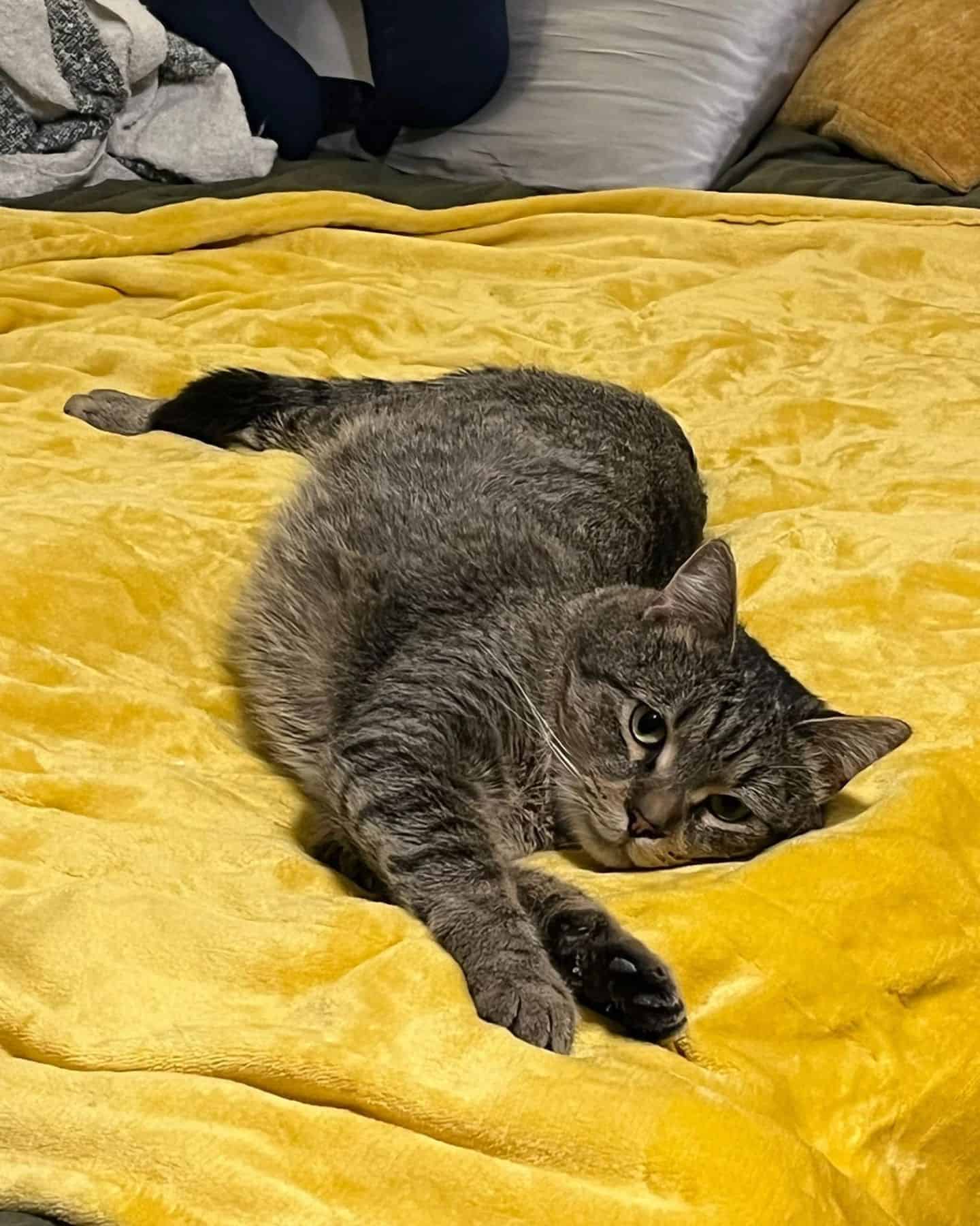 cat with three legs laying on a bed