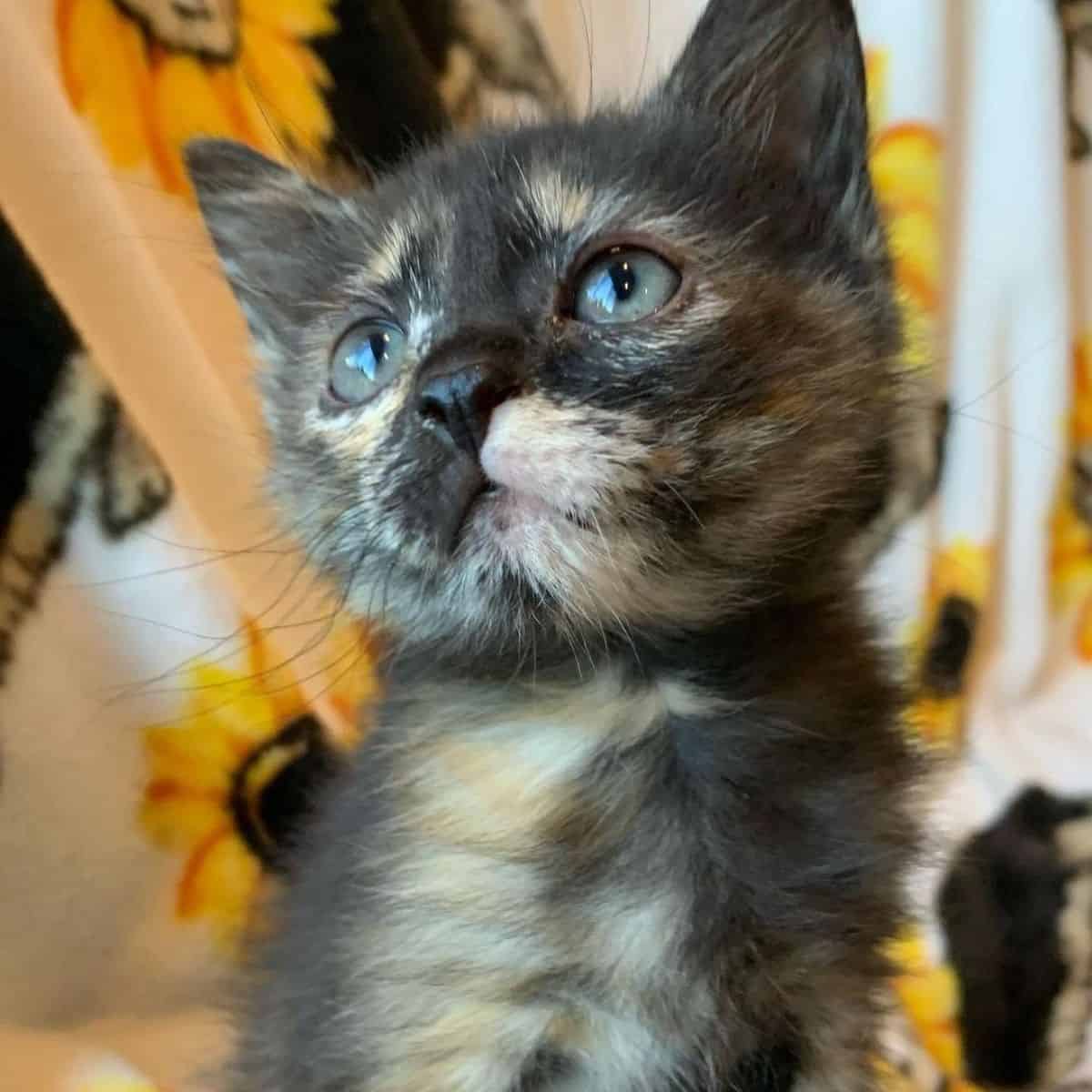 close-up photo of brave kitten