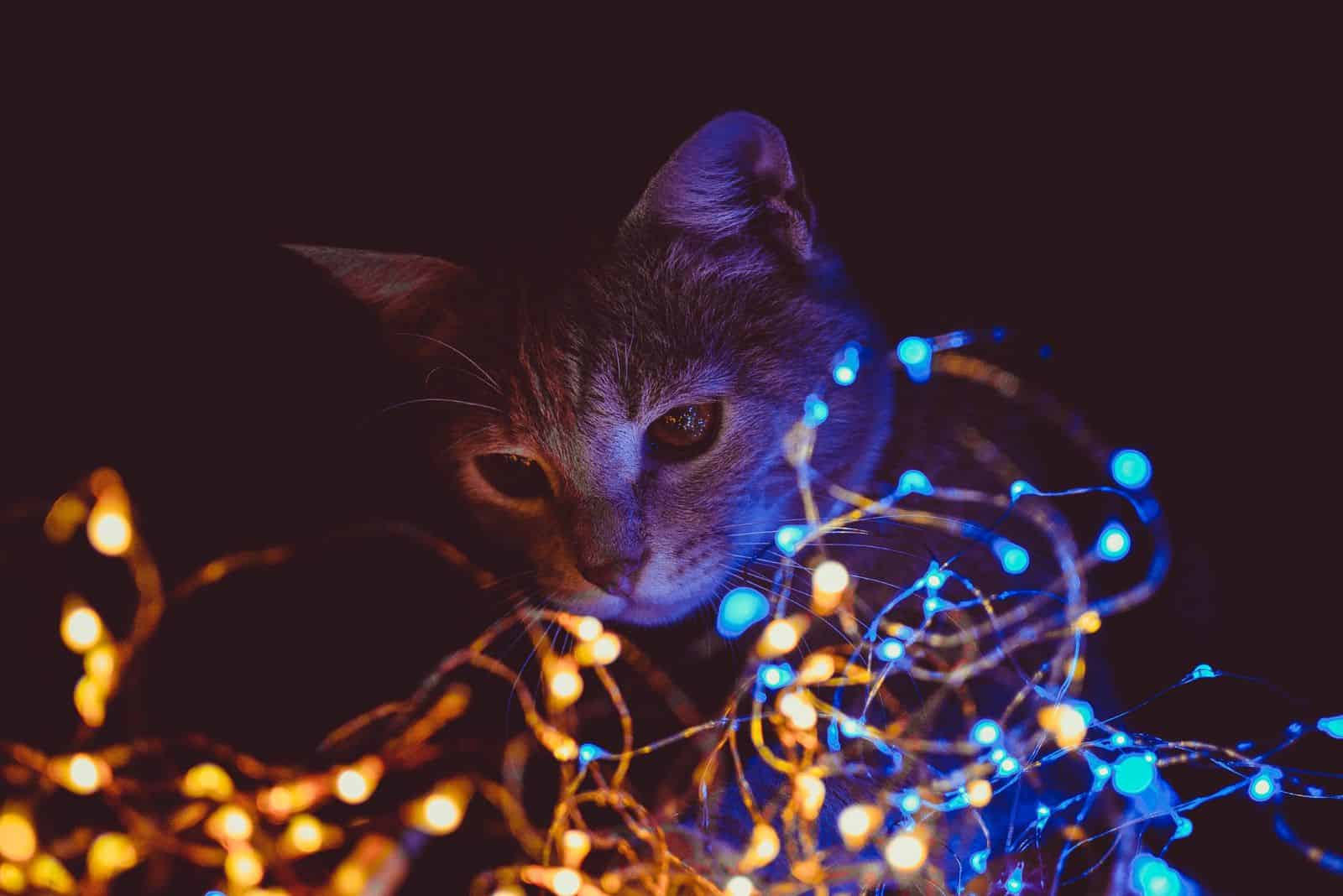close-up photo of cat and christmas lights
