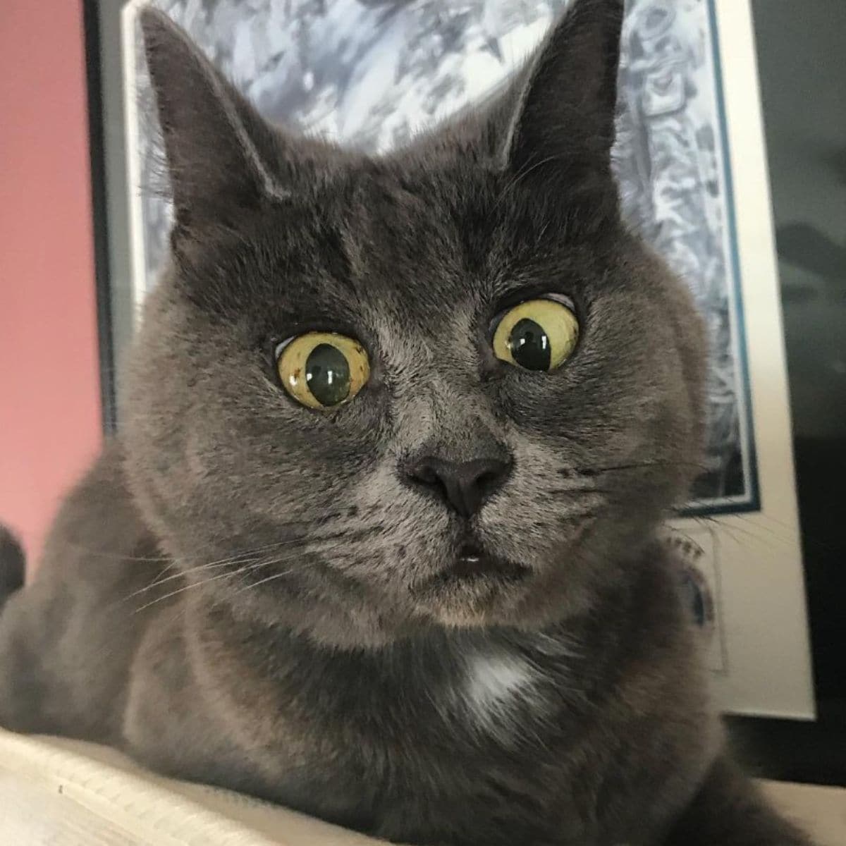 close-up photo of surprised cat