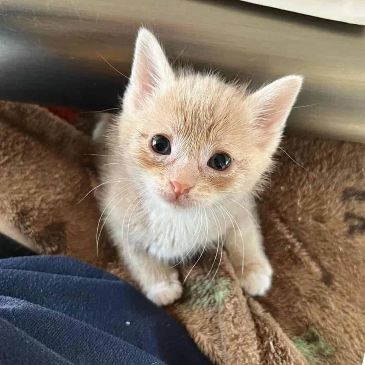 Orphaned Kitten Gets Rescued And Says Goodbye To Starving Days