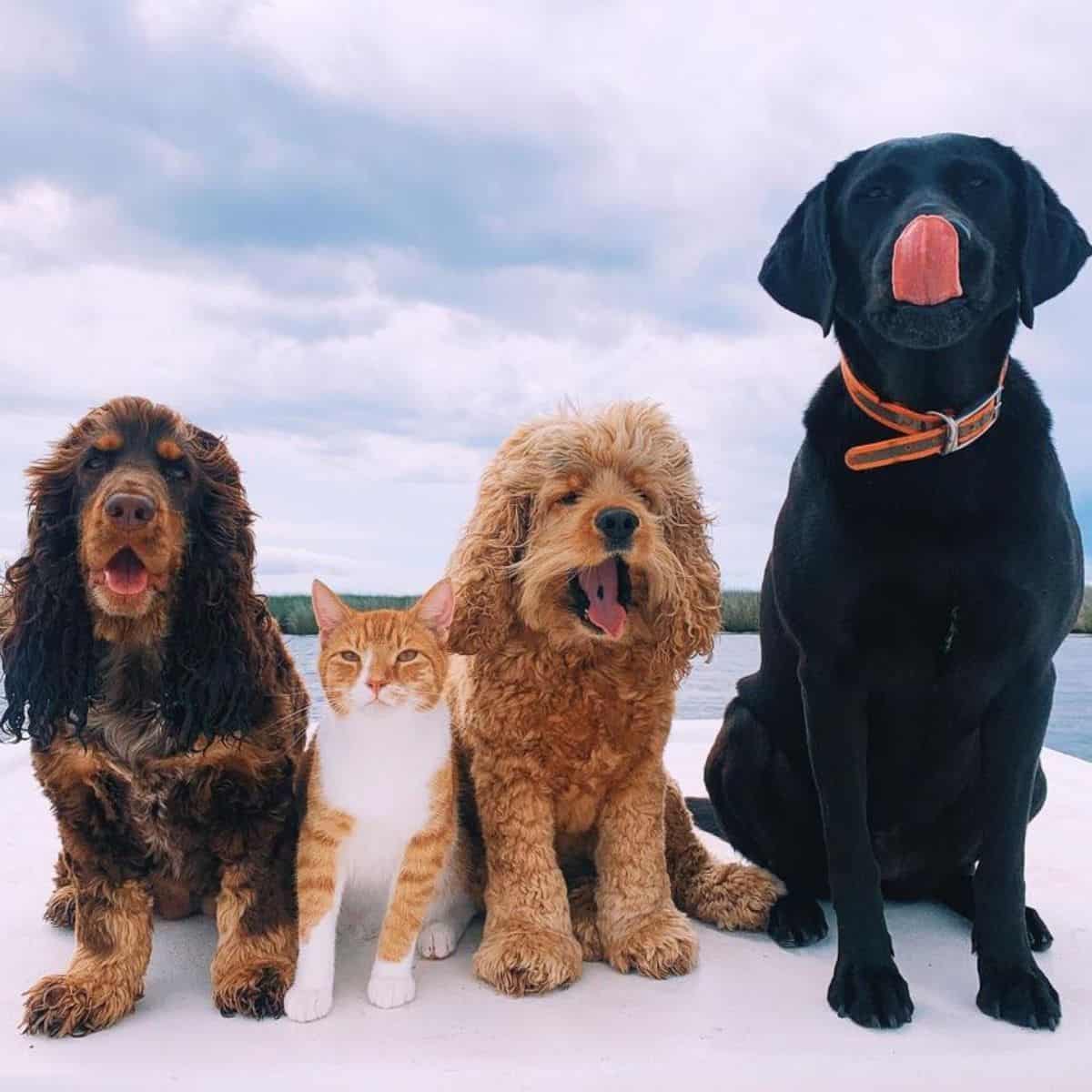 cute dogs with cat on the ocean
