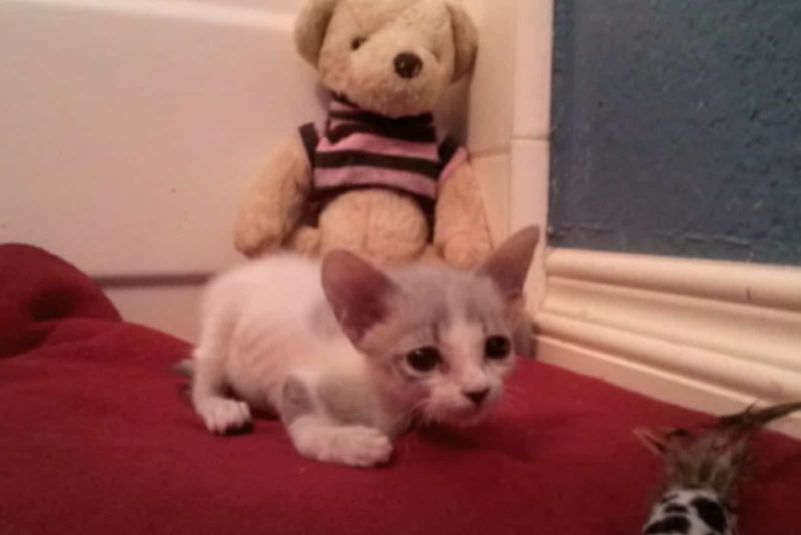 disabled kitten and stuffed animal