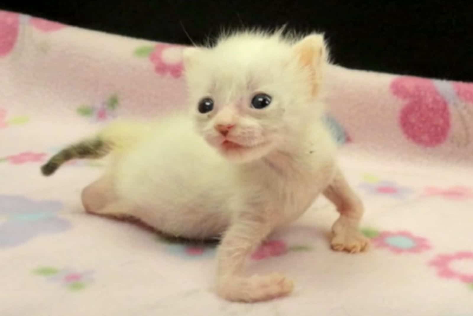 disabled kitten
