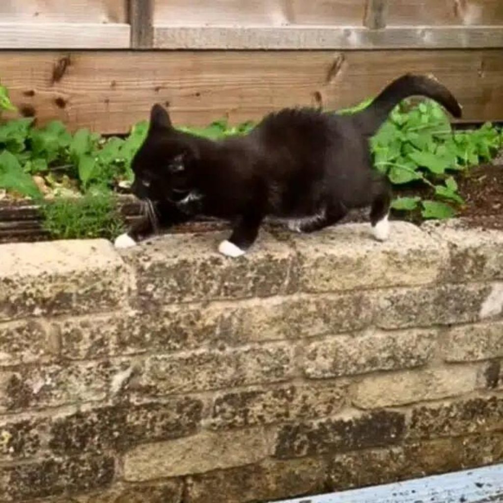 dwarf kitten walks on a brick beam