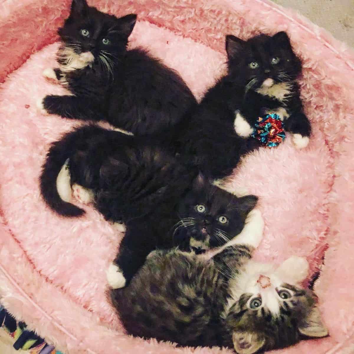 four cute kittens are lying on a pink pillow