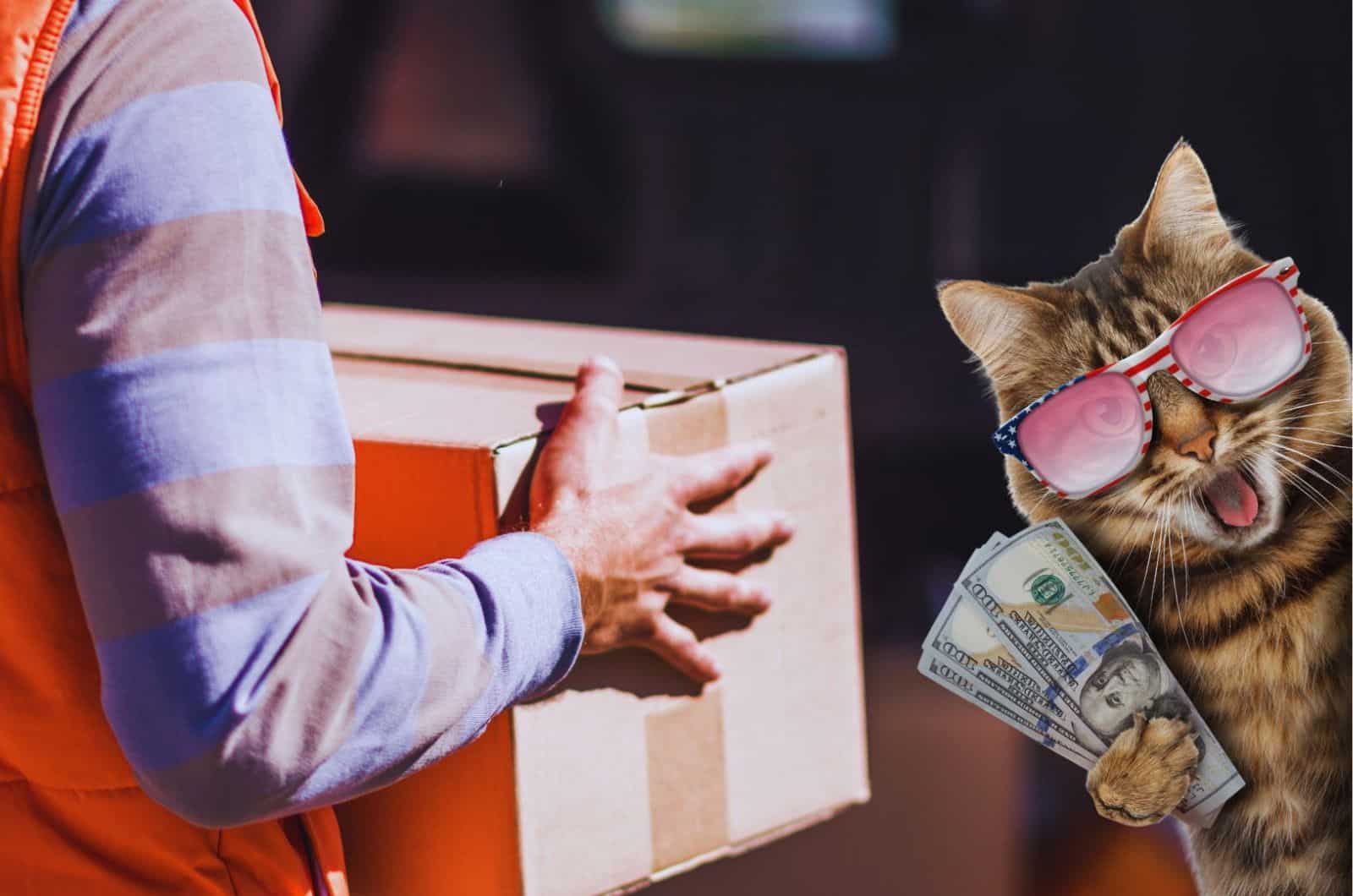funny cat with dollars