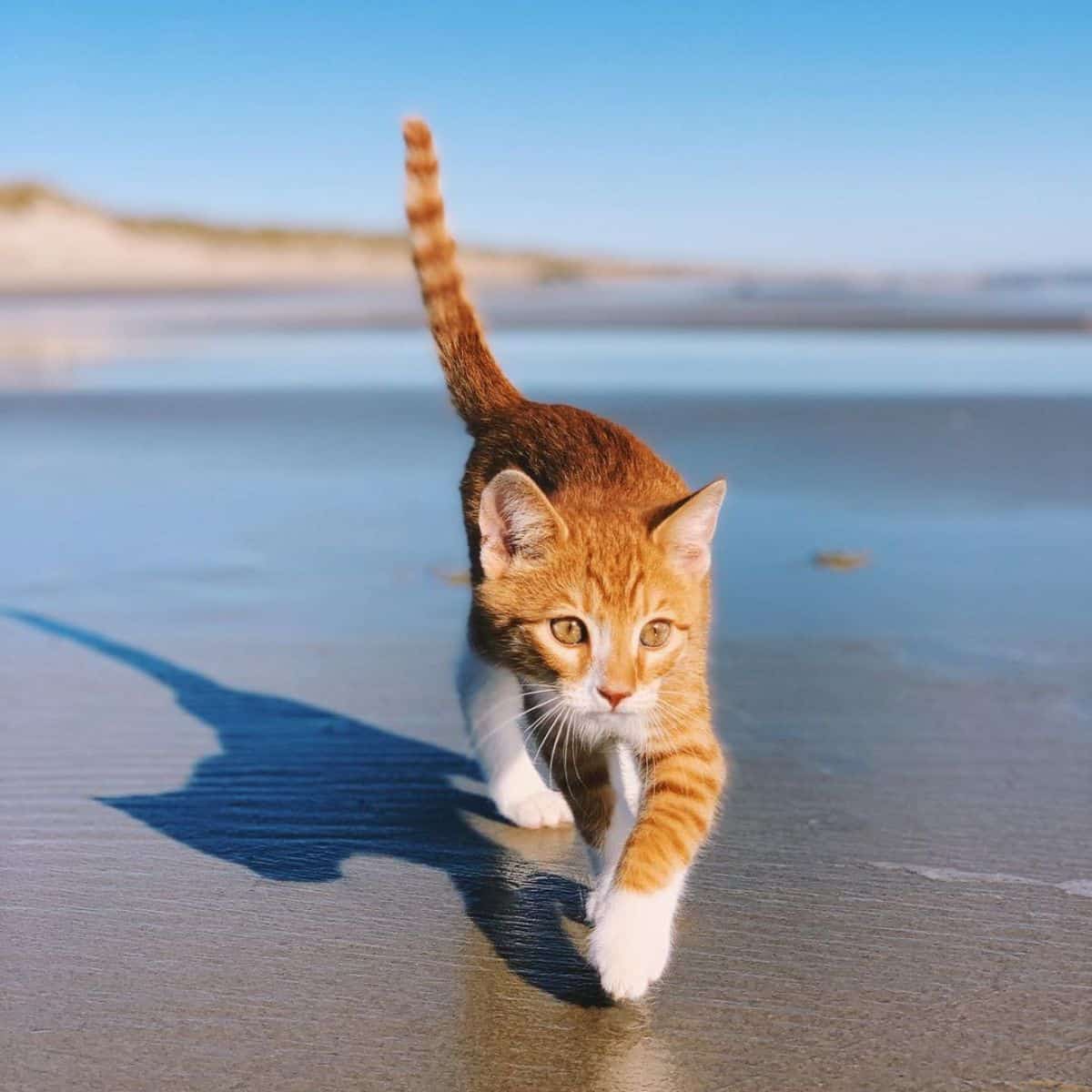 ginger cat walking slow on the ocean beach