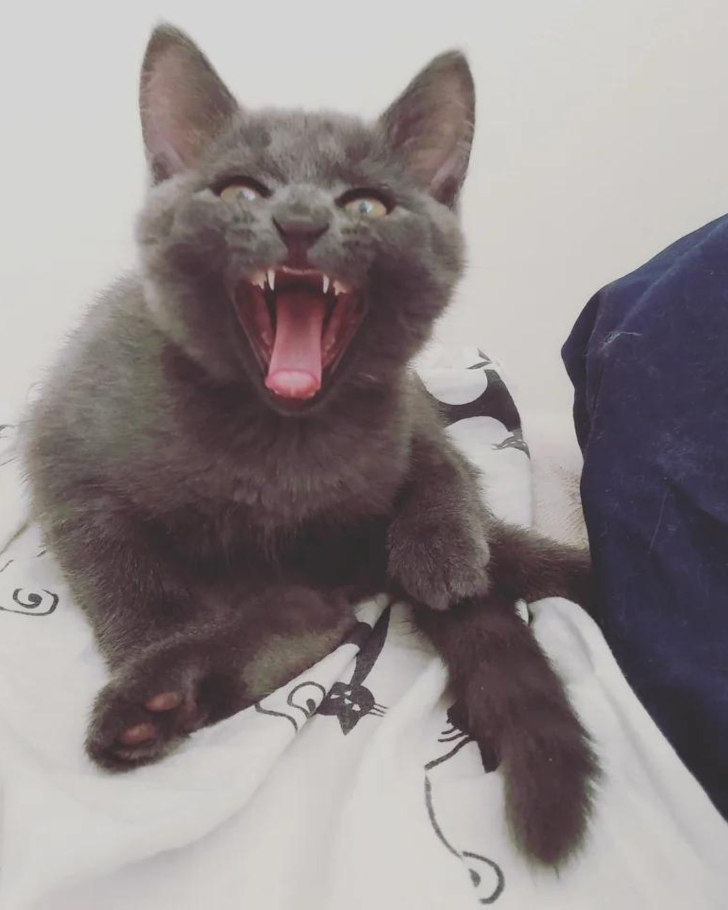 gray cat with mouth wide open