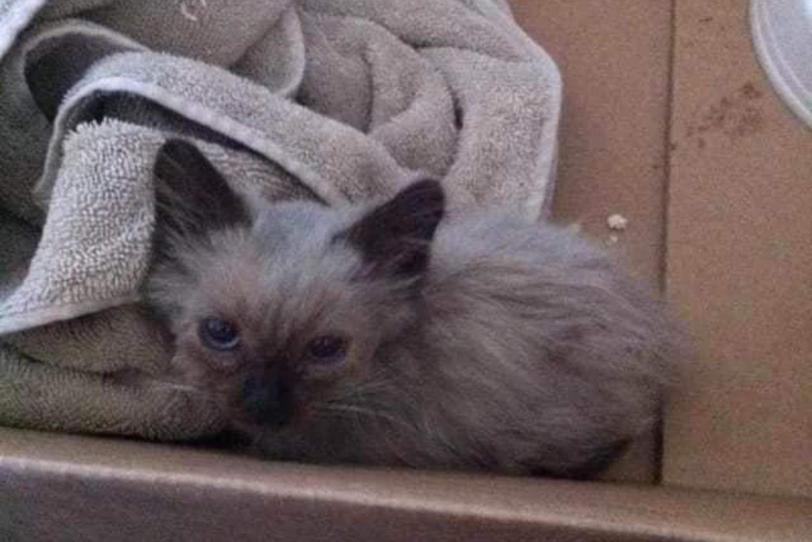 gray kitten in a box