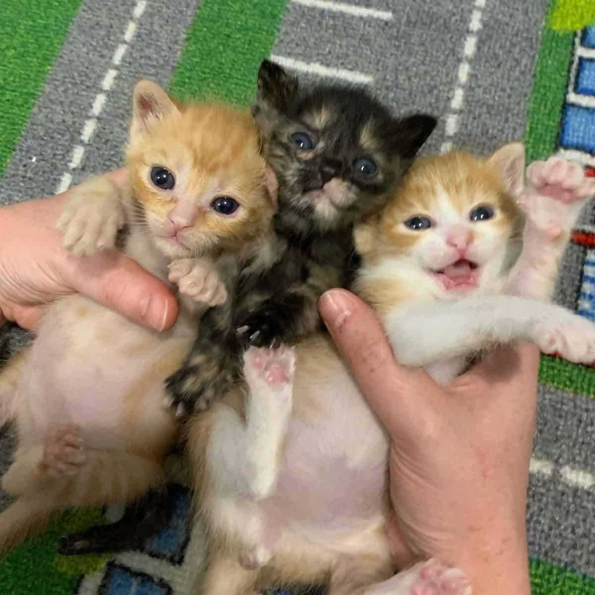 hands holding three kittens
