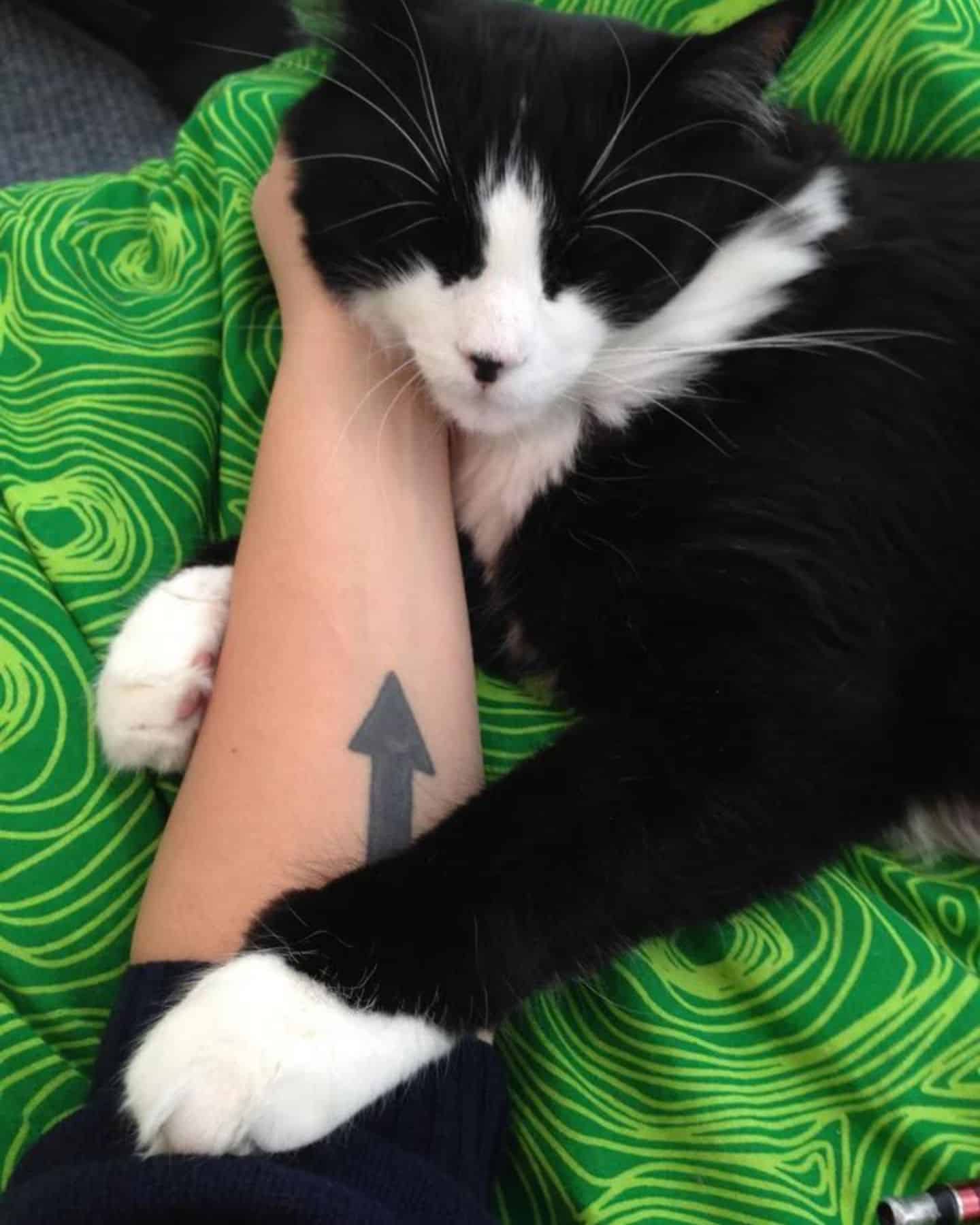 human with tattoo and black and white cat