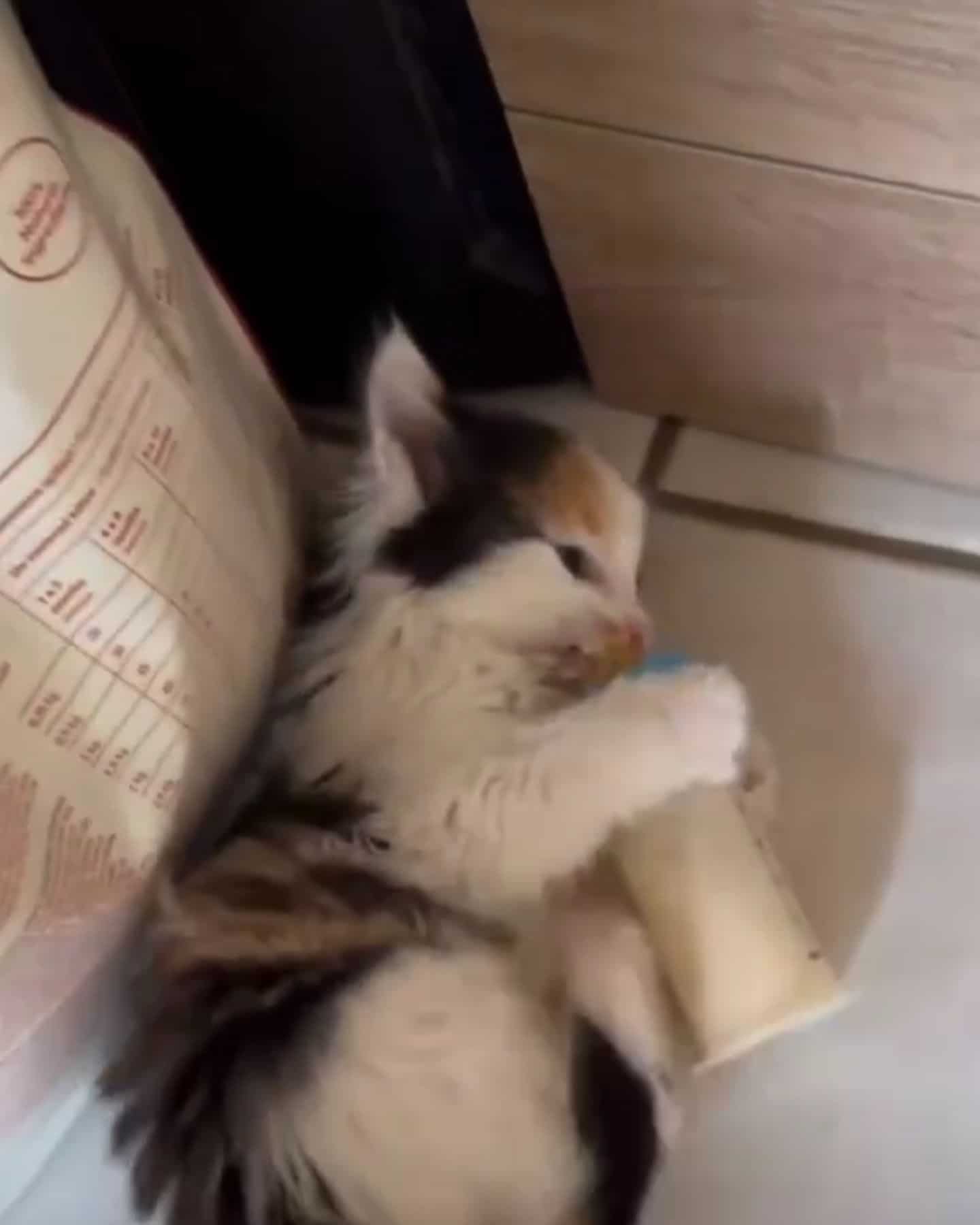 hungry calico kitten
