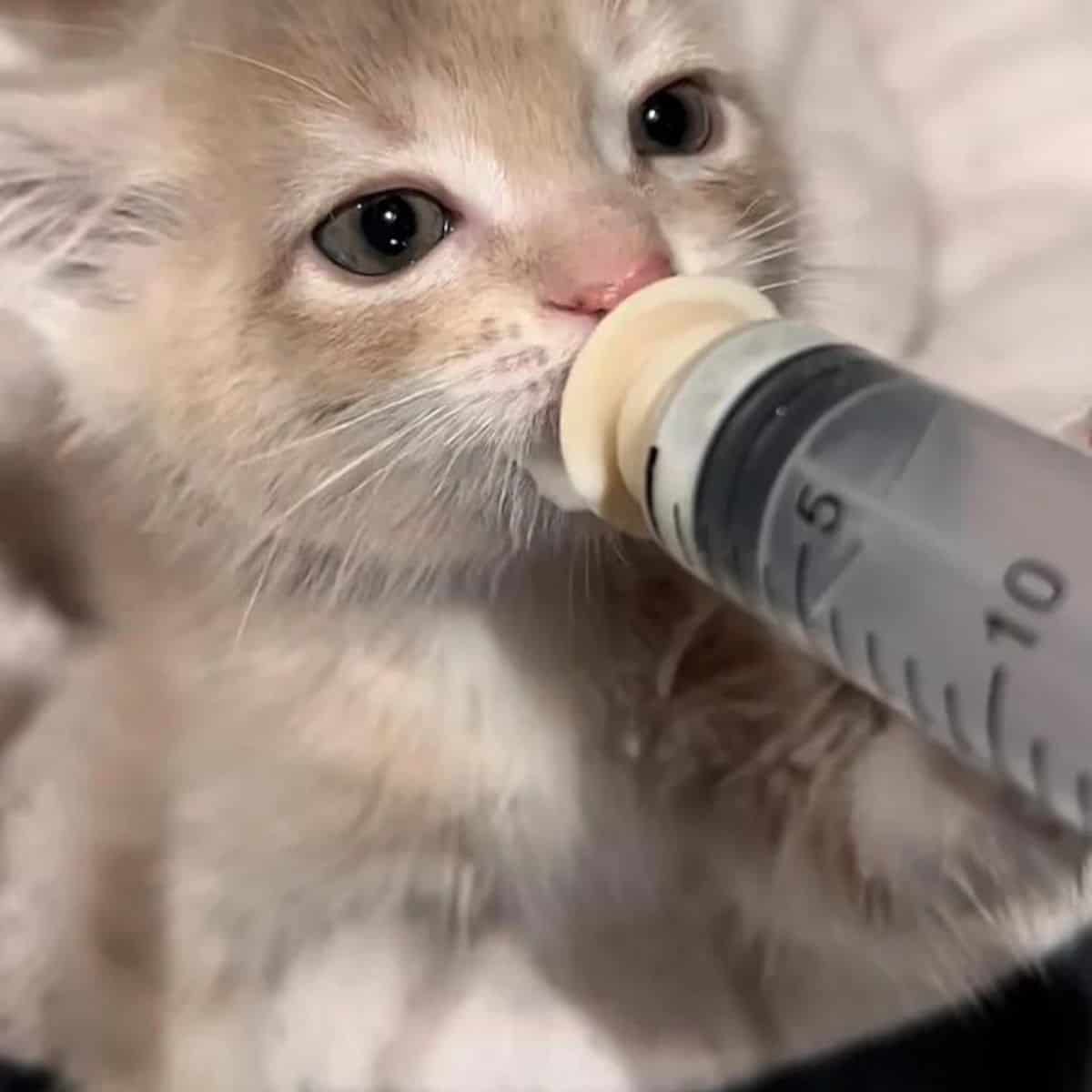 kitten drinking a milk
