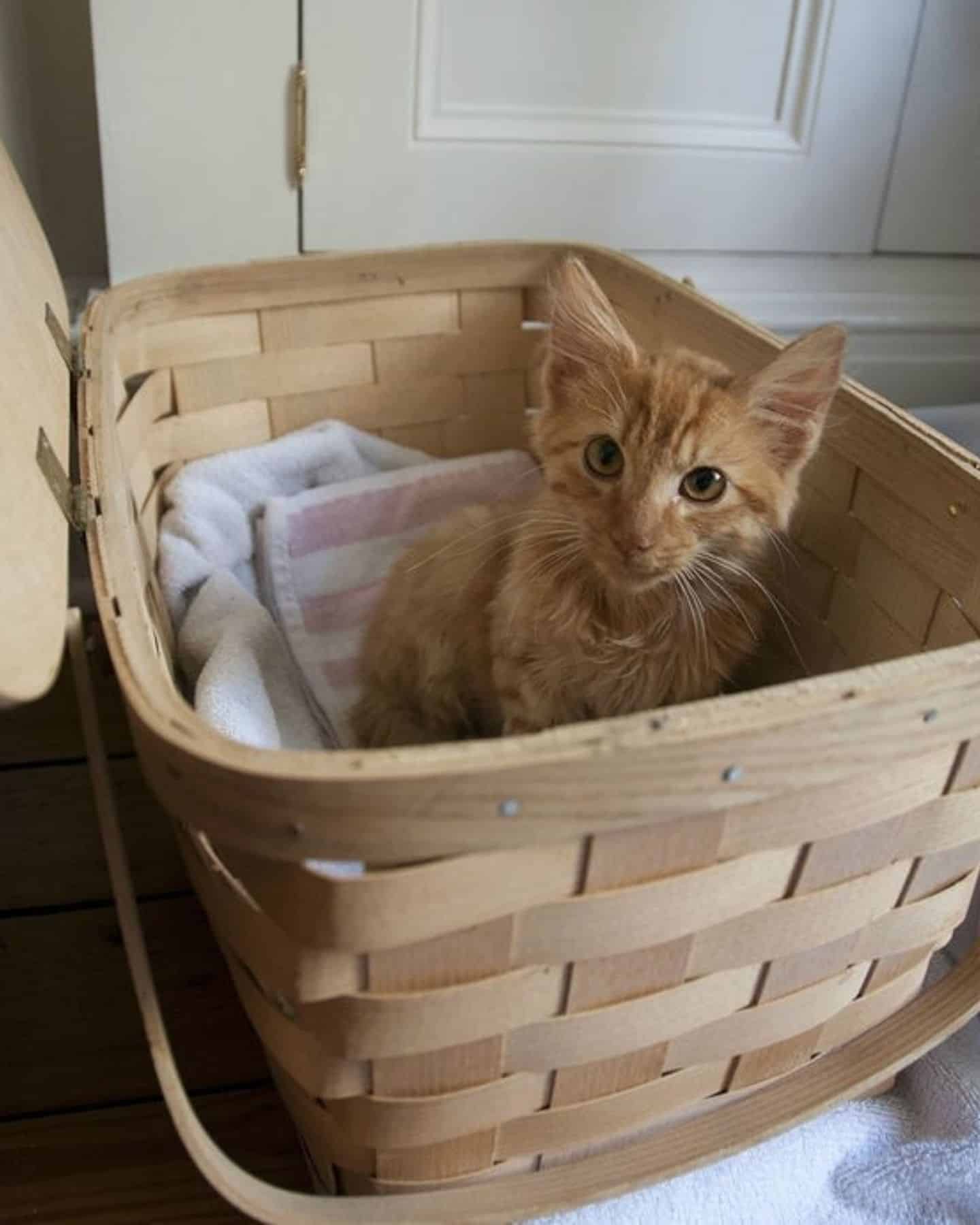 kitten in a basket