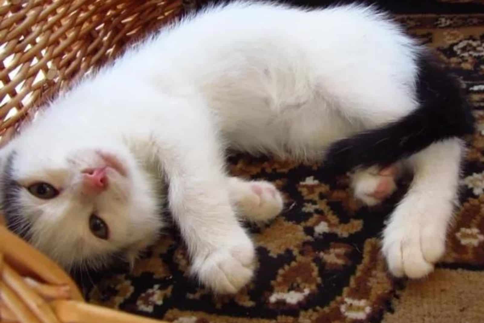 kitten laying down in the house